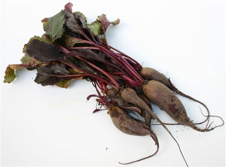 Red Sugar Beet