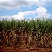 Sugarcane Cultivation