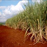 Sugarcane