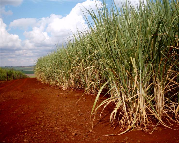 Sugarcane