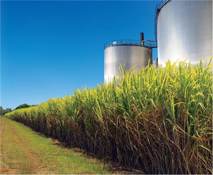 Sugarcane Plants