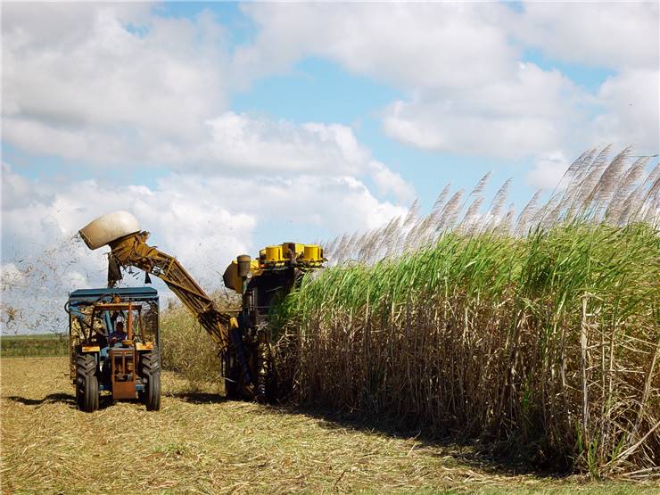 Sugarcane Harvesting